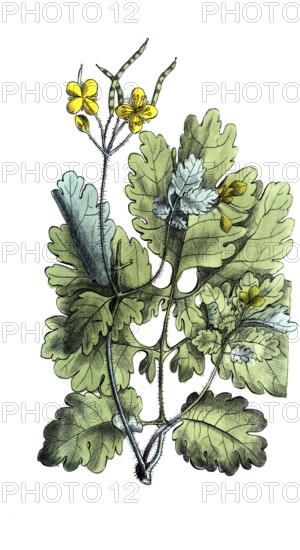 European poisonous plants, Chelidonium majus, celandine, digitally restored reproduction from a 19th century original, exact date of presentation unknown, historical