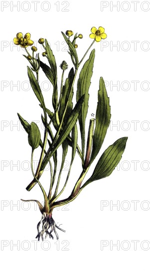 European poisonous plants, burning buttercup, Ranunculus flammula, digitally restored reproduction from a 19th century original, exact date of presentation unknown, historical