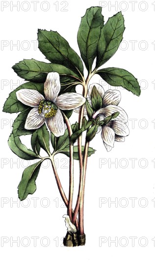 European poisonous plants, snow rose, Helleborus niger, usually called Christmas rose or black hellebore, digitally restored reproduction from a 19th century model, exact date of presentation unknown, historical