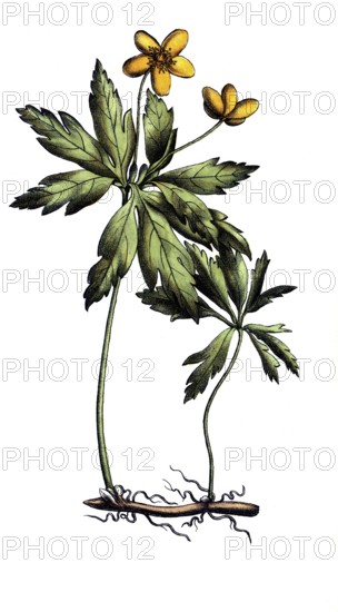 European poisonous plants, yellow anemone ranunculoides, digitally restored reproduction from a 19th century original, exact date of presentation unknown, historical