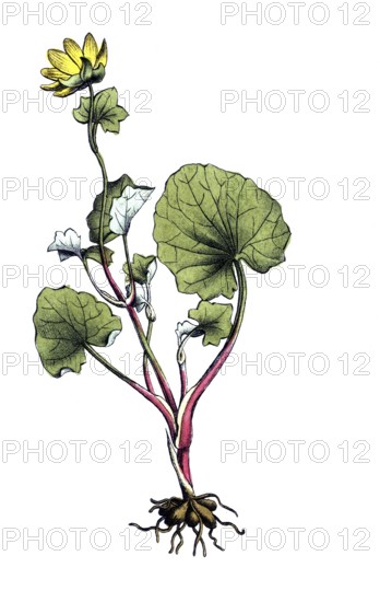 European poisonous plants, scarbock herb, ficaria verna, synonym: Ranunculus ficaria L, also cowarwort or spring scarbock herb, digitally restored reproduction from a 19th century original, exact date of presentation unknown, historical