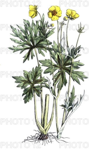 European poisonous plants, sharp buttercup, Ranunculus acris, digitally restored reproduction from a 19th century original, exact date of presentation unknown, historical
