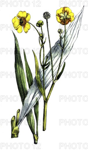 European poisonous plants, buttercup tongue, Ranunculus lingua, digitally restored reproduction from a 19th century original, exact date of presentation unknown, historical