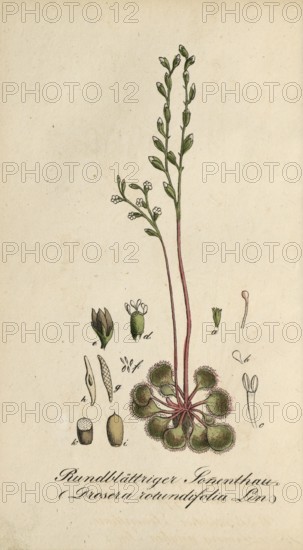 European poisonous plants, Common sundew, Drosera rotundifolia, authentic, digitally restored reproduction from a 19th century original, Eduard Winkler (1799-1862), book All poisonous plants in Germany, exact date of depiction unknown, Historical