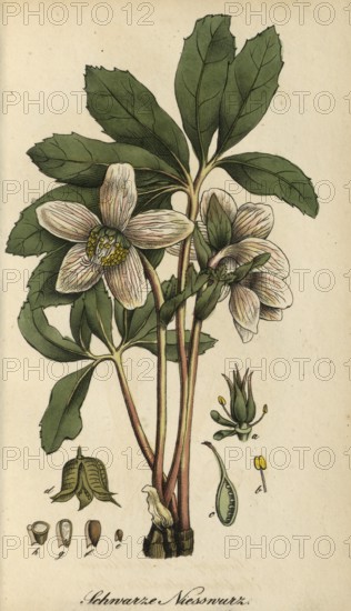 European poisonous plants, snow rose, Helleborus niger, usually called Christmas rose or black hellebore, authentic, digitally restored reproduction from a 19th century original, Eduard Winkler (1799-1862), book All poisonous plants in Germany, exact date of depiction unknown, historical