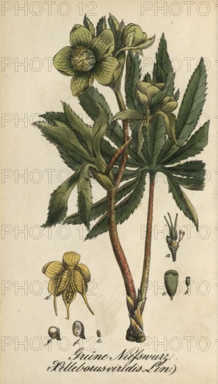 European poisonous plants, Green Hellebore, Helleborus viridis, authentic, digitally restored reproduction from a 19th century original, Eduard Winkler (1799-1862), book All poisonous plants in Germany, exact date of depiction unknown, historical