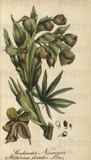 European poisonous plants, Helleborus foetidus, authentic, digitally restored reproduction from a 19th century original, Eduard Winkler (1799-1862), book All poisonous plants in Germany, exact date of depiction unknown, historical