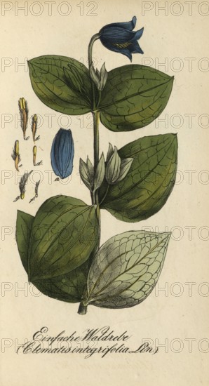 European poisonous plants, perennial clematis, Clematis integrifolia, authentic, digitally restored reproduction from a 19th century original, Eduard Winkler (1799-1862), book All poisonous plants in Germany, exact date of depiction unknown, historical