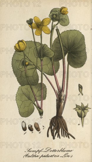European poisonous plants, marsh marigold, Caltha palustris, authentic, digitally restored reproduction from a 19th century model, Eduard Winkler (1799-1862), book All poisonous plants in Germany, exact date of depiction unknown, historical
