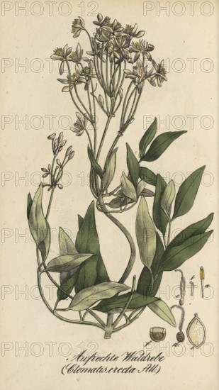 European poisonous plants, Clematis recta, authentic, digitally restored reproduction from a 19th century original, Eduard Winkler (1799-1862), book All poisonous plants in Germany, exact date of depiction unknown, historical