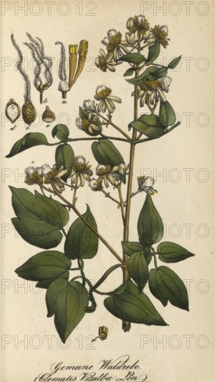 European poisonous plants, traveller's joy, Clematis vitalba, authentic, digitally restored reproduction from a 19th century original, Eduard Winkler (1799-1862), book All poisonous plants in Germany, exact date of depiction unknown, Historical