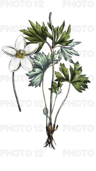European poisonous plants, forest anemone sylvestris, digitally restored reproduction from a 19th century original, exact date of depiction unknown, historical