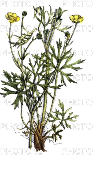European poisonous plants, many-flowered buttercup, Ranunculus polyanthemos, digitally restored reproduction from a 19th century model, exact date of presentation unknown, historical