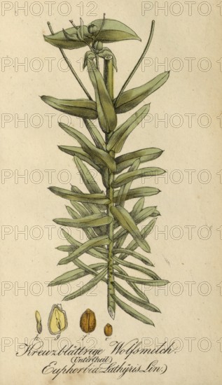 European poisonous plants, Caper spurge, Euphorbia lathyris, also known as spring spurge, authentic, digitally restored reproduction from a 19th century original, Eduard Winkler (1799-1862), book All poisonous plants in Germany, exact date of depiction unknown, Historical