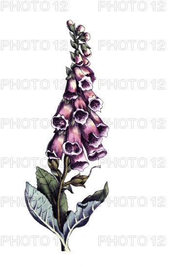 European poisonous plants, red foxglove, Digitalis purpurea, digitally restored reproduction from a 19th century model, exact date of presentation unknown, historical