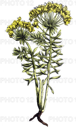 European poisonous plants, cypresses - milkweed, Euphorbia cyparisensias, digitally restored reproduction from a 19th century model, exact date of presentation unknown, historical