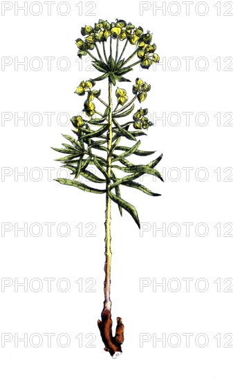 European poisonous plants, donkey milkweed or spicy milkweed, Euphorbia esula, digitally restored reproduction from a 19th century model, exact date of presentation unknown, historical