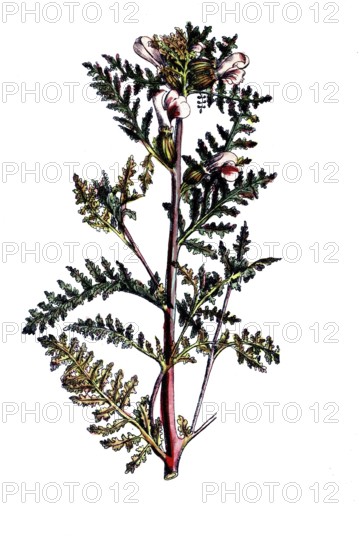 European poisonous plants, marsh lice herb, pedicularis palustris, digitally restored reproduction from a 19th century original, exact date of presentation unknown, historical