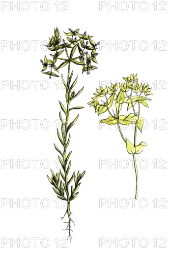 European poisonous plants, small milkweed, Euphorbia exigua and pressed milkweed, Euphorbia retusa, digitally restored reproduction from a 19th century model, exact date of presentation unknown, historical