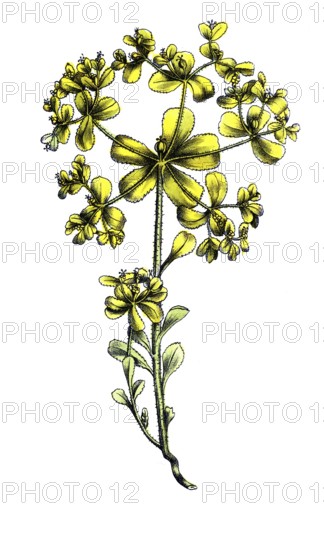 European poisonous plants, solstice milkweed, Euphorbia helioscopia subsp. helioscopia, digitally restored reproduction from a 19th century original, exact date of presentation unknown, historical