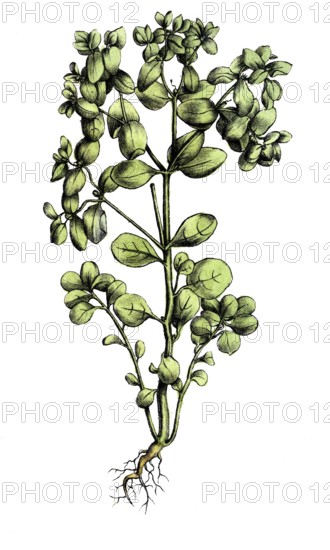 European poisonous plants, garden milkweed, Euphorbia peplus, digitally restored reproduction from a 19th century original, exact date of presentation unknown, historical