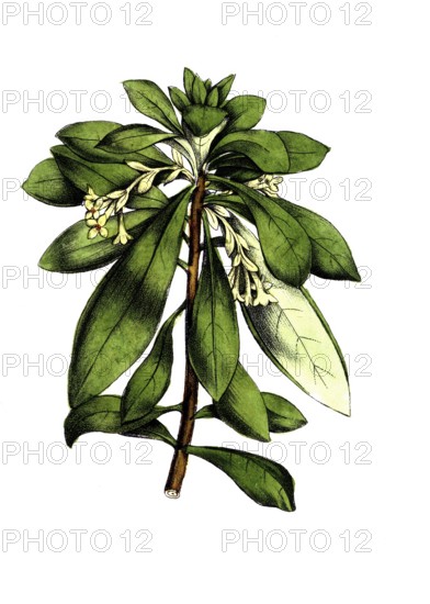 European poisonous plants, laurel mustache, Daphne laureola L. subsp. laureola, digitally restored reproduction from a 19th century original, exact date of presentation unknown, historical