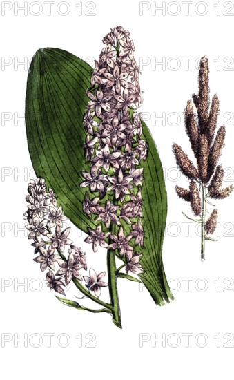 European poisonous plants, black germer, Veratrum nigrum, digitally restored reproduction from a 19th century original, exact date of presentation unknown, historical