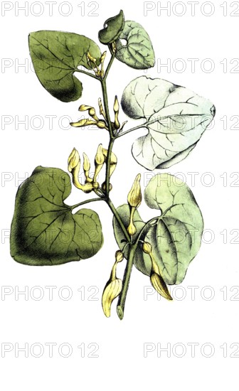 European poisonous plants, common easterluzei or upright easterluzei, Aristolochia clematitis, digitally restored reproduction from a 19th century original, exact date of presentation unknown, historical