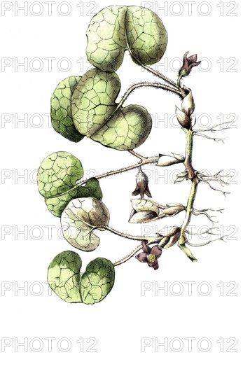 European poisonous plants, common hazel root, Asarum europaeum, digitally restored reproduction from a 19th century original, exact date of depiction unknown, historical