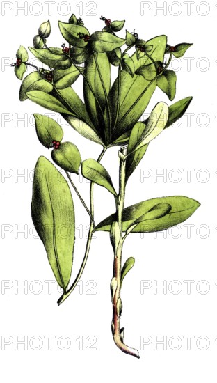 European poisonous plants, sweet milkweed, Euphorbia dulcis, digitally restored reproduction from a 19th century original, exact date of presentation unknown, historical