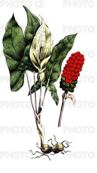 European poisonous plants, spotted arum stick, Arum maculatum, digitally restored reproduction from a 19th century original, exact date of presentation unknown, historical