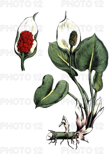 European poisonous plants, dragonwort, calla palustris, also marsh calla, marsh calla, snakewort, snakewort, marsh snakewort, digitally restored reproduction from a 19th century original, exact date of presentation unknown, historical