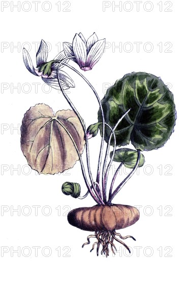 European poisonous plants, European cyclamen, cyclamen purpurascens, cyclamen europaeum, digitally restored reproduction from a 19th century original, exact date of presentation unknown, historical