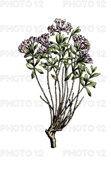 European poisonous plants, rosemary mustache, Daphne cneorum, digitally restored reproduction from a 19th century original, exact date of presentation unknown, historical