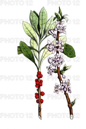 European poisonous plants, daaphne mezereum, digitally restored reproduction from a 19th century original, exact date of depiction unknown, historical