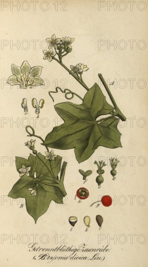 European poisonous plants, red bryony or dioecious bryony, Bryonia dioica, authentic, digitally restored reproduction from a 19th century original, Eduard Winkler (1799-1862), book All poisonous plants in Germany, exact date of depiction unknown, Historical