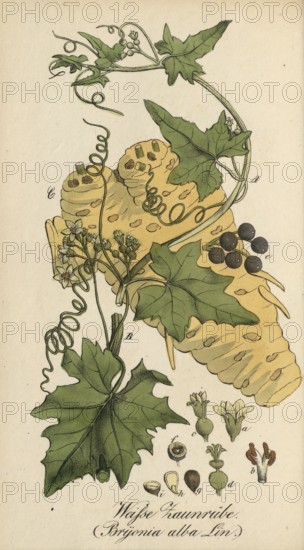 European poisonous plants, Bryonia alba, authentic, digitally restored reproduction from a 19th century original, Eduard Winkler (1799-1862), book All poisonous plants in Germany, exact date of depiction unknown, historical