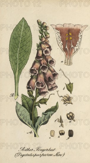 European poisonous plants, Common foxglove, Digitalis purpurea, authentic, digitally restored reproduction from a 19th century original, Eduard Winkler (1799-1862), book All poisonous plants in Germany, exact date of depiction unknown, Historical