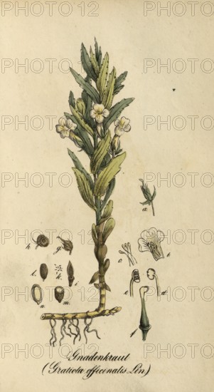 European poisonous plants, Gottes-Gnadenkraut or Gottesgnadenkraut, Gratiola officinalis, authentic, digitally restored reproduction from a 19th century original, Eduard Winkler (1799-1862), book All poisonous plants in Germany, exact date of depiction unknown, historical