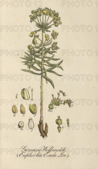 European poisonous plants, Euphorbia esula, authentic, digitally restored reproduction from a 19th century model, Eduard Winkler (1799-1862), book All poisonous plants in Germany, exact date of illustration unknown, historical