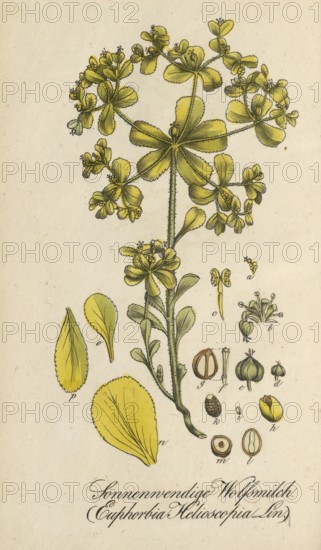 European poisonous plants, Solstice spurge, Euphorbia helioscopia subsp. helioscopia, authentic, digitally restored reproduction from a 19th century original, Eduard Winkler (1799-1862), book All poisonous plants in Germany, exact date of illustration unknown, historical
