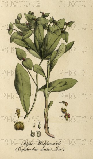 European poisonous plants, sweet spurge, Euphorbia dulcis, authentic, digitally restored reproduction from a 19th century original, Eduard Winkler (1799-1862), book All poisonous plants in Germany, exact date of depiction unknown, historical