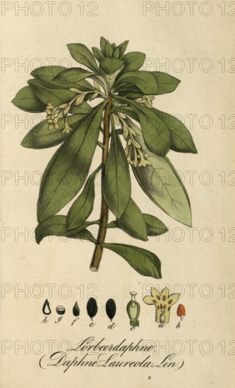 European poisonous plants, laurel daphne, Daphne laureola L. subsp. laureola, authentic, digitally restored reproduction from a 19th century original, Eduard Winkler (1799-1862), book All poisonous plants in Germany, exact date of illustration unknown, historical
