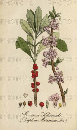 European poisonous plants, Daphne mezereum, authentic, digitally restored reproduction from a 19th century model, Eduard Winkler (1799-1862), book All poisonous plants in Germany, exact date of depiction unknown, historical