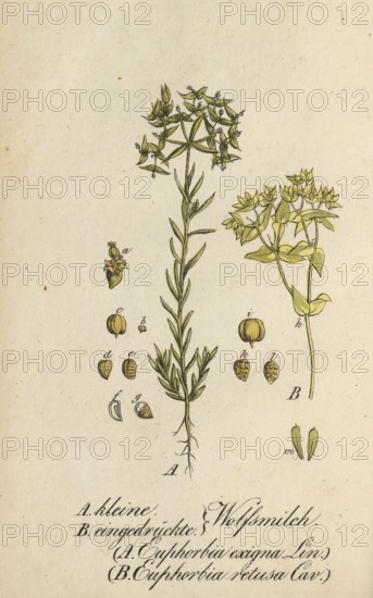 European poisonous plants, Small spurge, Euphorbia exigua, and Pressed spurge, Euphorbia retusa, authentic, digitally restored reproduction from a 19th century original, Eduard Winkler (1799-1862), book All poisonous plants in Germany, exact date of depiction unknown, Historical