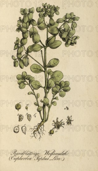 European poisonous plants, garden spurge, Euphorbia peplus, authentic, digitally restored reproduction from a 19th century model, Eduard Winkler (1799-1862), book All poisonous plants in Germany, exact date of depiction unknown, historical
