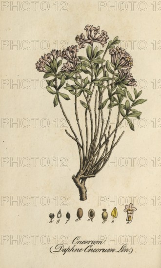 European poisonous plants, rosemary daphne, Daphne cneorum, authentic, digitally restored reproduction from a 19th century original, Eduard Winkler (1799-1862), book All poisonous plants in Germany, exact date of depiction unknown, historical