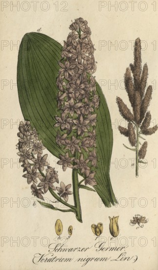 European poisonous plants, Black False Hellebore, Veratrum nigrum, authentic, digitally restored reproduction from a 19th century original, Eduard Winkler (1799-1862), book All poisonous plants in Germany, exact date of depiction unknown, historical