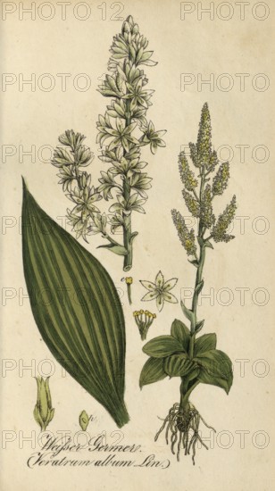 European poisonous plants, White False Helleborne, Veratrum album, also White False Helleborne and White hellebore, authentic, digitally restored reproduction from a 19th century original, Eduard Winkler (1799-1862), book All poisonous plants in Germany, exact date of depiction unknown, Historical
