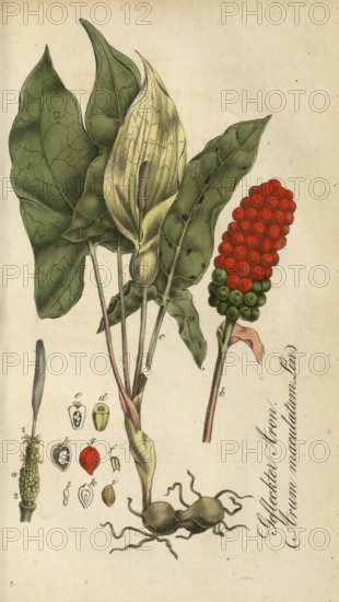 European poisonous plants, common arum, Arum maculatum, authentic, digitally restored reproduction from a 19th century original, Eduard Winkler (1799-1862), book All poisonous plants in Germany, exact date of depiction unknown, Historical